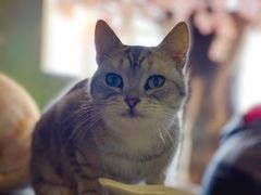 -猫猫幼稚园·撸猫·桌游·电玩