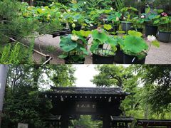-常寂光寺