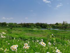 -上海长兴岛郊野公园