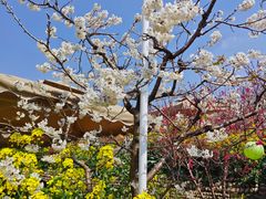 -桃源山庄·水蜜桃采摘·柴火鸡·烧烤团建(龙泉山店)