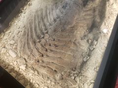 -墨尔本博物馆(Melbourne Museum)