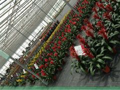 upload_pic-上海鲜花港