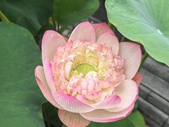 -莲花池公园