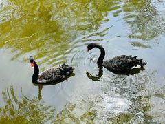 -石家庄市动物园