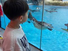 -帝企鹅自助餐厅•儿童岛•真企鹅(长隆企鹅酒店)