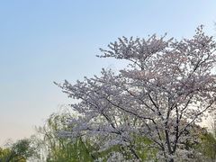 -上海滨江森林公园