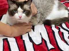 -瑞派康怡24h宠物医院·犬猫医疗中心·微创绝育(瑞景分院)