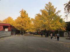 -三里屯东五街银杏大道