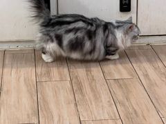 -李小姐の猫咖啡馆(五角场店)