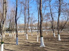 -大兴滨河森林公园