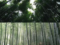 -岚山嵯峨野观光小火车