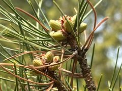 -鹫峰国家森林公园