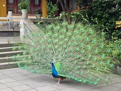 -都江堰普照寺