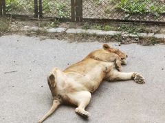 -大连森林动物园