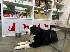 -暖阳宠物医院·犬猫康复中心·骨科
