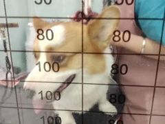 -中农大我爱我爱动物医院·核磁CT·猫病·24小时夜诊中心(石佛营店)