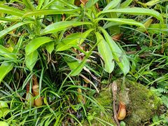 -中国科学院西双版纳热带植物园