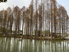 -蠡湖中央公园