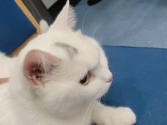 -伟伟宠物医院·瑞派猫友好医院·猫科(光谷店)