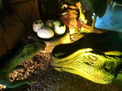 -恐龙探索乐园(磁器口店)