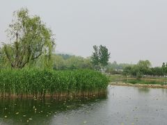 -大兴滨河森林公园