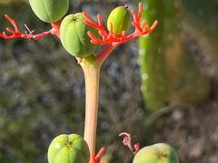 -中国科学院华南植物园