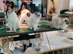 -喵喵咪呀布偶猫咖(春熙路店)