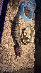 -未来动物城动物主题公园(大悦城店)