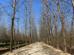 -合肥滨湖国家森林公园