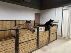 -李振强马术运动推广中心(南城店)