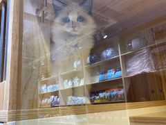 -老吴的猫·猫舍(新区店)