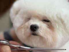 -Oh My Dog宠物沙龙(伊珊娜皮毛护理店)