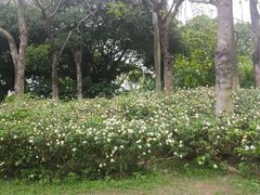 -东莞植物园