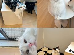 -有喵·猫咖·狗咖·30几只猫10只小狗(岗厦店)