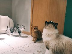 -飞行喵MR PILOT|猫舍·猫咖(静安大融城店)