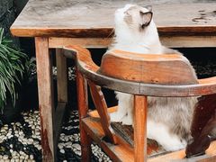 -喵屿·大理花园猫咖