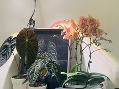 -本無咖啡·BeanWood Coffee