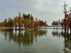 -贡湖湾湿地公园