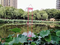 -陈家山荷花公园