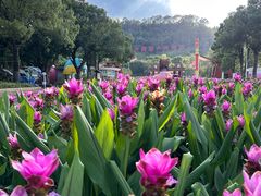 -东南花都花博园