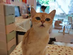 -猫咪派对(江南西店)