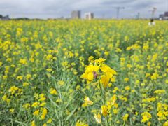 -光明小镇欢乐田园