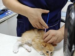 -中农国际动物医院24小时·猫科·骨科·急重症中心