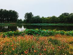 -东郊湿地公园