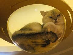 -滚猫咖啡·猫咖·猫友好撸猫(未来城店)