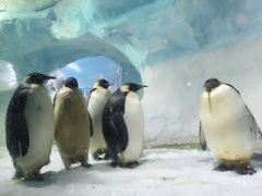 -海合安成都极地海洋公园