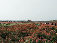 -枫林花海