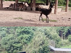 -杭州野生动物世界