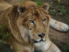 -西霞口神雕山野生动物世界