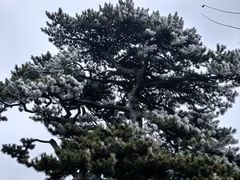 -妙峰山风景名胜区